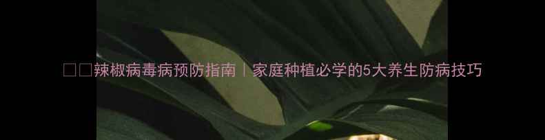 辣椒病毒病预防指南家庭种植必学的5大养生防病技巧