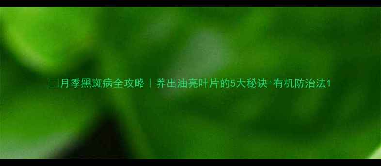 图片 🌸月季黑斑病全攻略｜养出油亮叶片的5大秘诀+有机防治法1