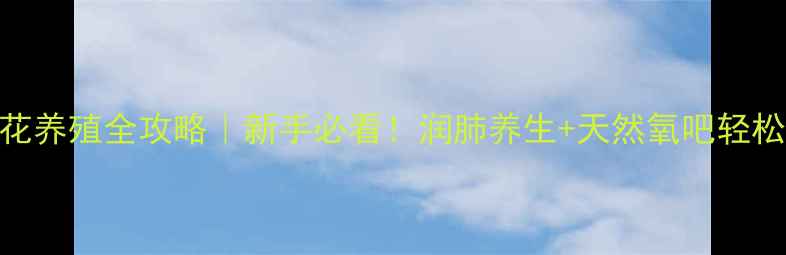 图片 🌸荷包花养殖全攻略｜新手必看！润肺养生+天然氧吧轻松get🌸1