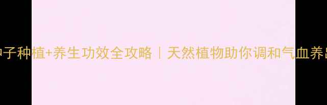 灯笼花种子种植养生功效全攻略天然植物助你调和气血养出好气色