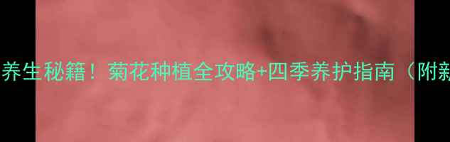 在家轻松种出养生秘籍菊花种植全攻略四季养护指南附新手避坑清单