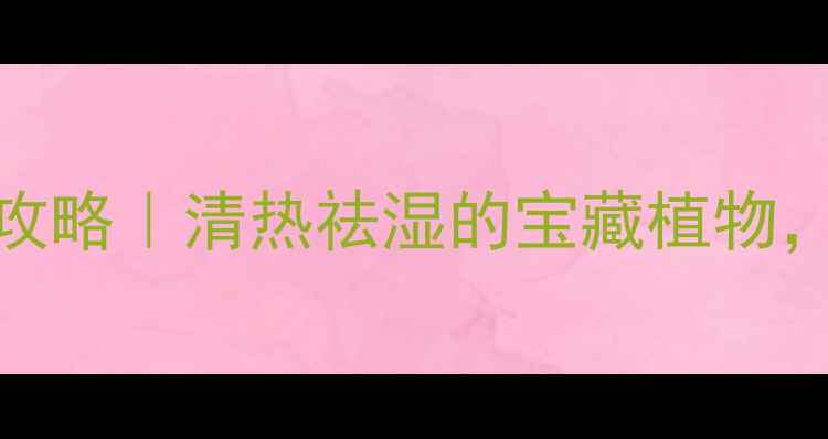 串叶松香草养生全攻略清热祛湿的宝藏植物这样用效果翻倍
