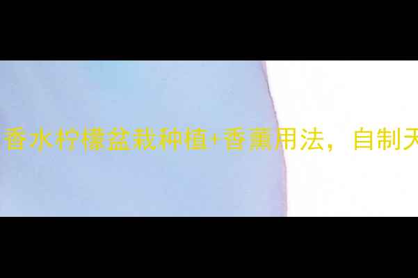 养生必备香水柠檬盆栽种植香薰用法自制天然疗愈室
