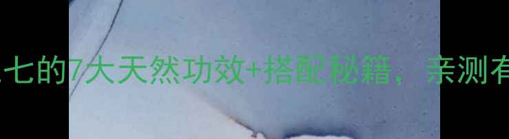 养生必看士三七的7大天然功效搭配秘籍亲测有效却鲜为人知