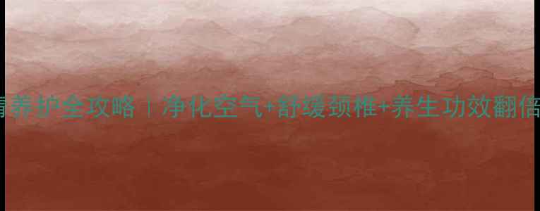 冬青养护全攻略净化空气舒缓颈椎养生功效翻倍