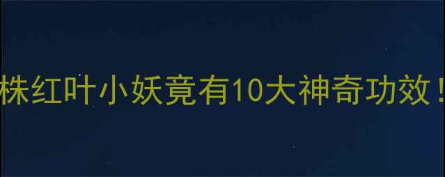 南天竹养生指南这株红叶小妖竟有10大神奇功效手把手教你正确使用