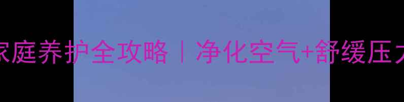 吊兰的养生功效与家庭养护全攻略净化空气舒缓压力的绿植界养生大师