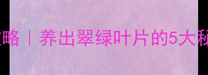 唐山文竹居家养护全攻略养出翠绿叶片的5大秘诀提升居家养生氛围