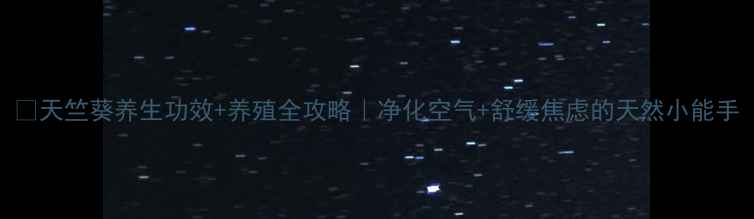 天竺葵养生功效养殖全攻略净化空气舒缓焦虑的天然小能手