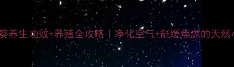 图片 🌿天竺葵养生功效+养殖全攻略｜净化空气+舒缓焦虑的天然小能手1