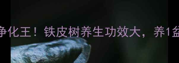 图片 🌿家居绿植界空气净化王！铁皮树养生功效大，养1盆=给全家买保险💡2