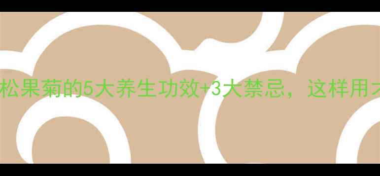 必看松果菊的5大养生功效3大禁忌这样用才安全