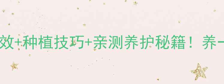 桑叶牡丹养殖全攻略养生功效种植技巧亲测养护秘籍养一盆喝养生茶赏花治失眠