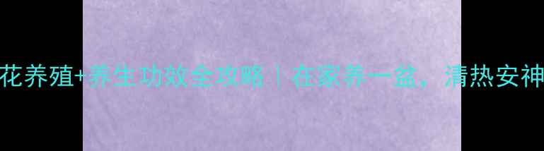 灯笼花养殖养生功效全攻略在家养一盆清热安神助眠