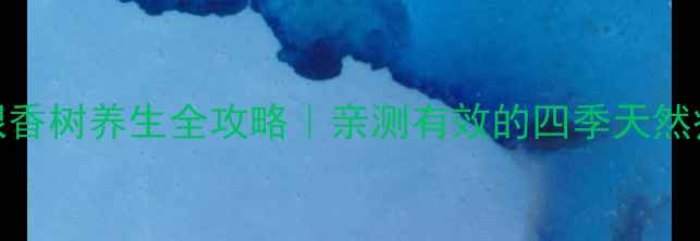 图片 🌿白银香树养生全攻略｜亲测有效的四季天然疗法🌿