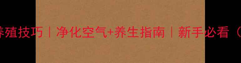 紫叶吊兰养殖技巧净化空气养生指南新手必看附全攻略