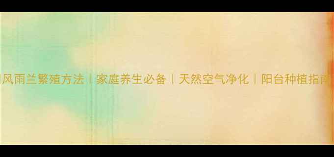 风雨兰繁殖方法家庭养生必备天然空气净化阳台种植指南