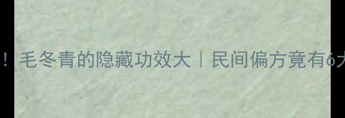 养生必看毛冬青的隐藏功效大民间偏方竟有6大奇效